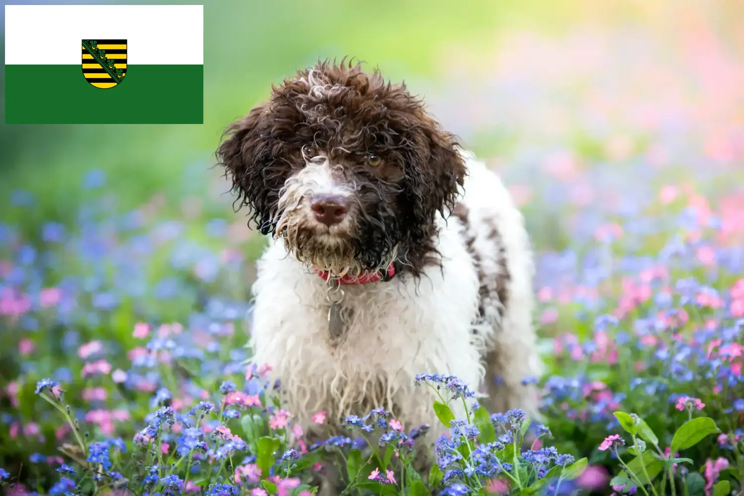 Lagotto Romagnolo kiskutyák és tenyésztők Szászország Itt találsz Lagotto Romagnolo tenyésztőket Szászországban.