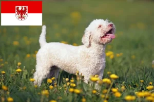 Read more about the article Lagotto Romagnolo tenyésztők és kölykök Brandenburgban