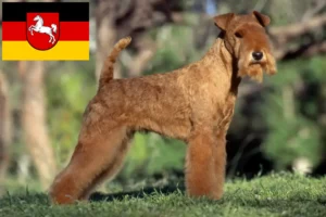 Read more about the article Lakeland terrier tenyésztők és kölykök Alsó-Szászországban