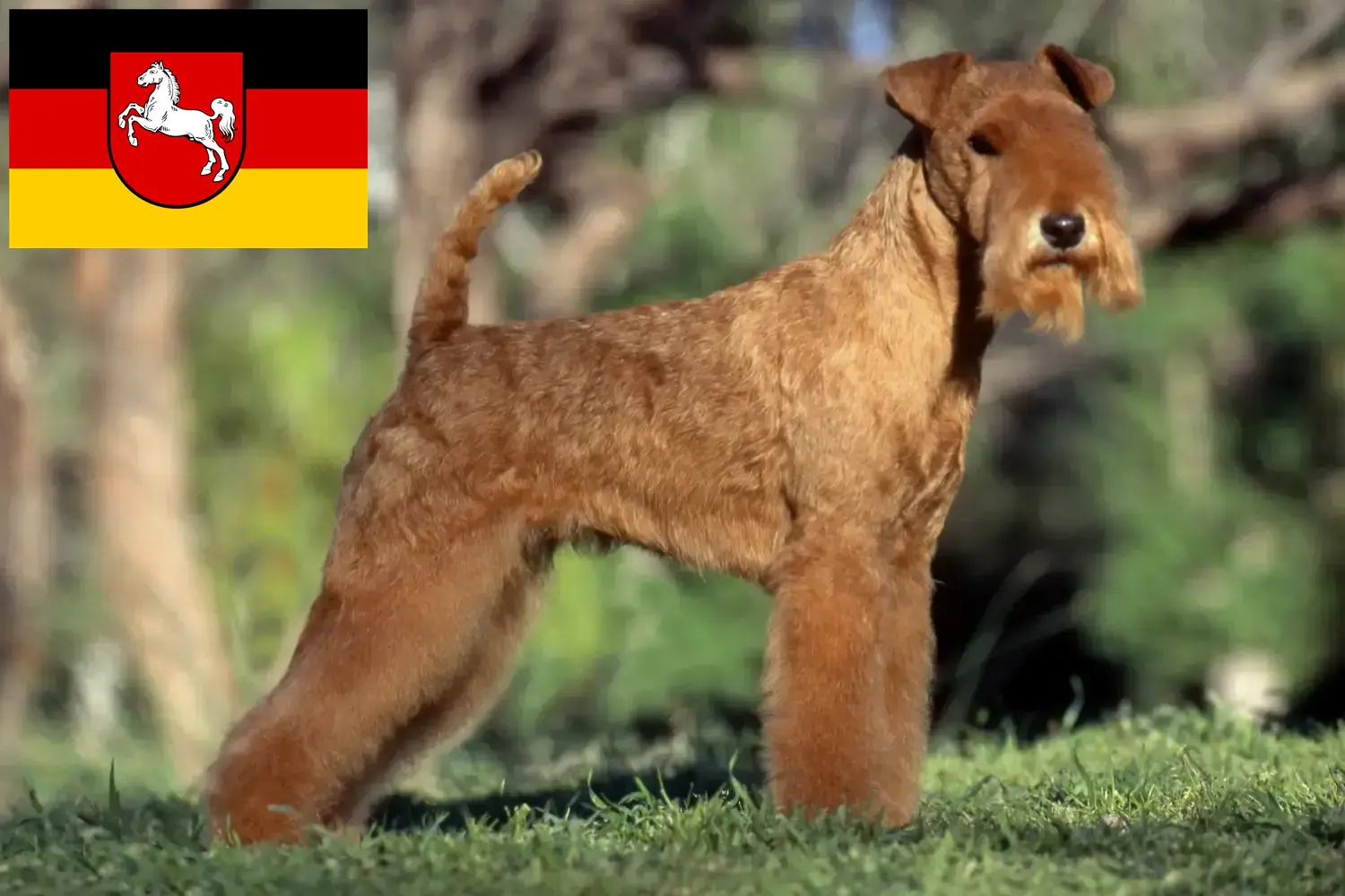 Read more about the article Lakeland terrier tenyésztők és kölykök Alsó-Szászországban