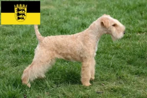 Read more about the article Lakeland Terrier tenyésztők és kölykök Baden-Württembergben