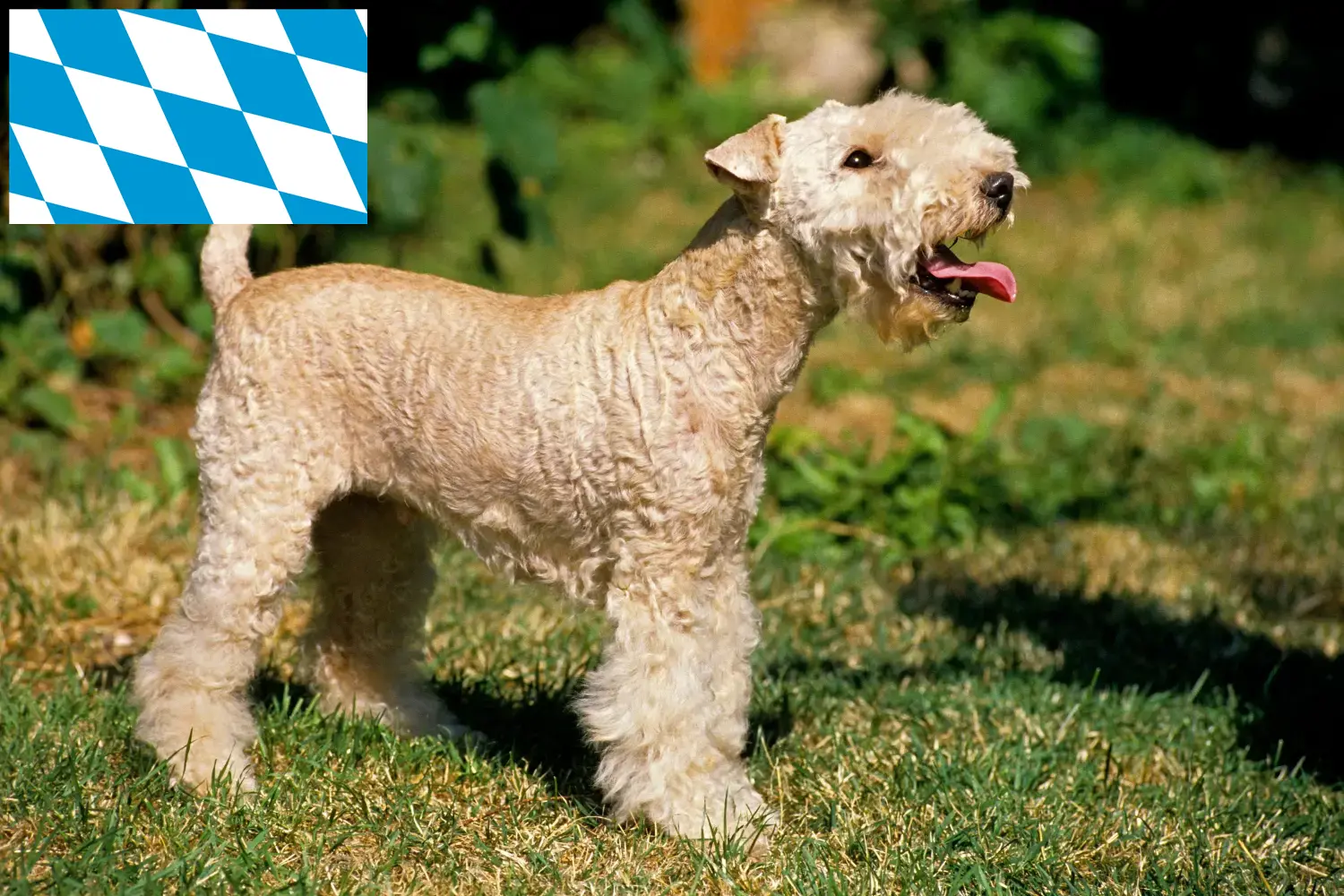 Read more about the article Lakeland Terrier tenyésztők és kiskutyák Bajorországban