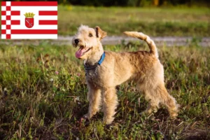 Read more about the article Lakeland Terrier tenyésztők és kölykök Brémában