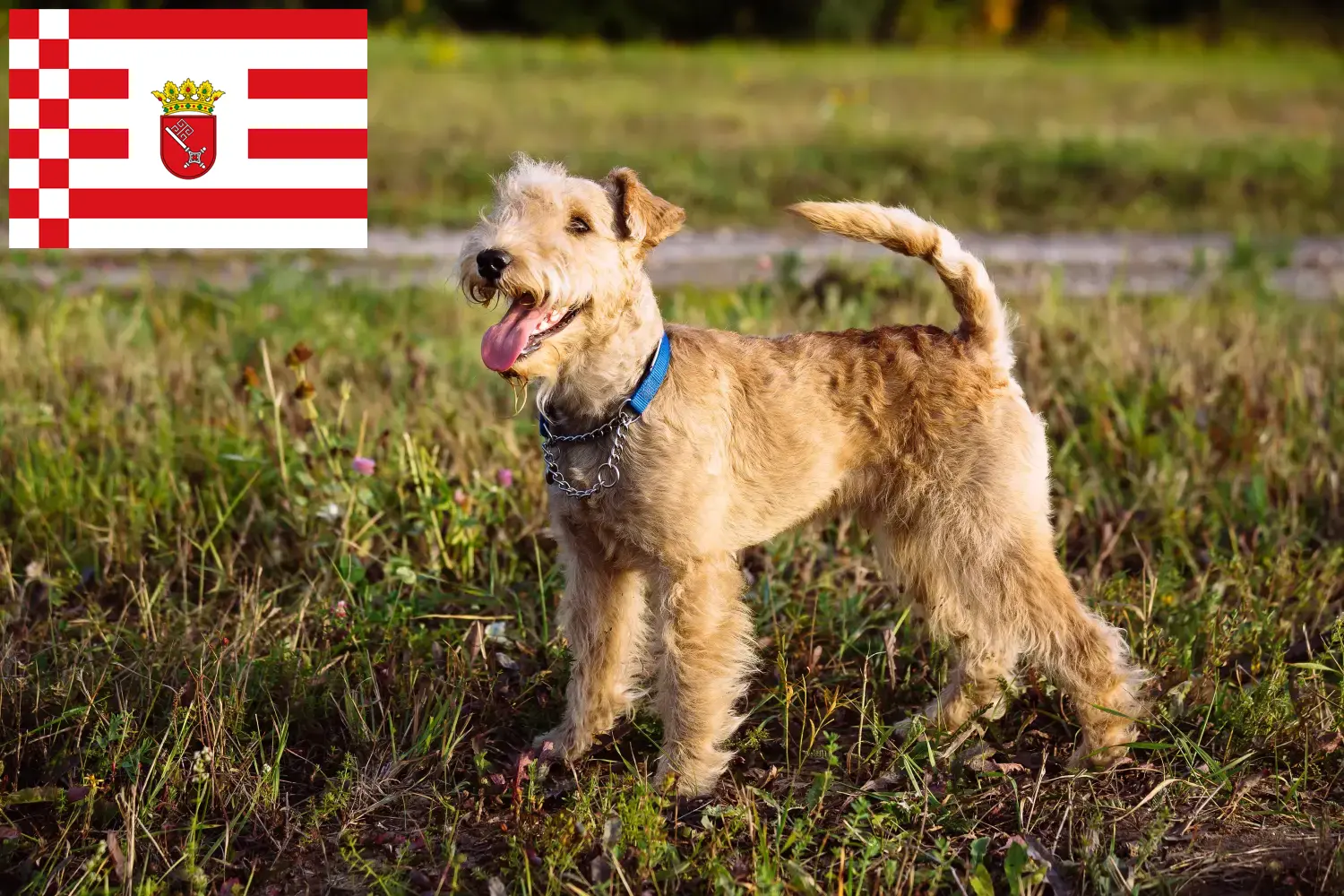 Read more about the article Lakeland Terrier tenyésztők és kölykök Brémában