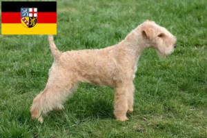 Read more about the article Lakeland Terrier tenyésztők és kölykök Saarlandban