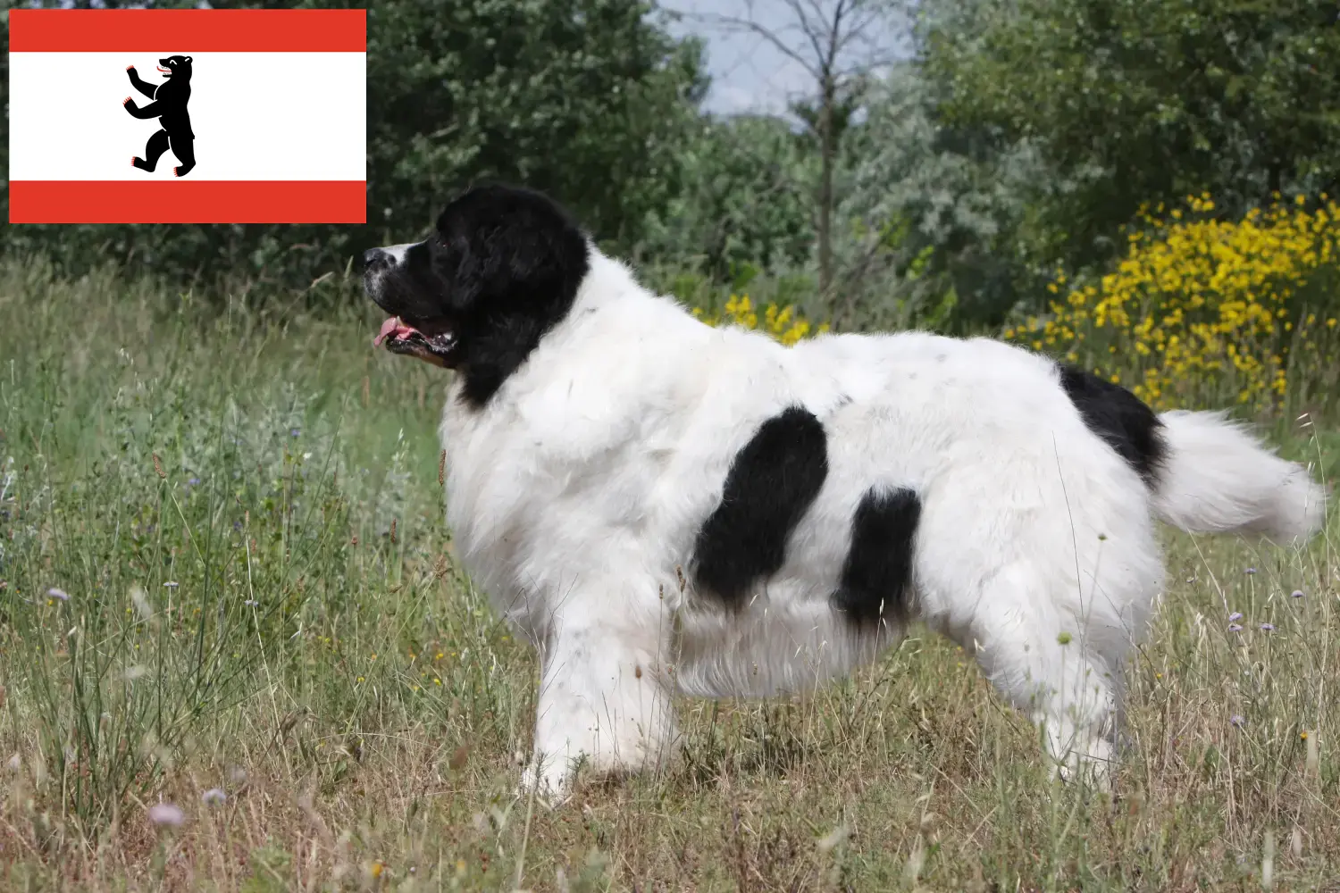 Read more about the article Landseer tenyésztők és kiskutyák Berlinben