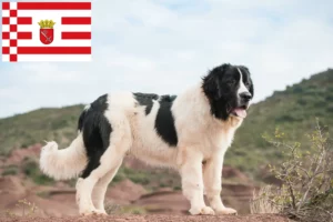 Read more about the article Landseer tenyésztők és kölykök Brémában