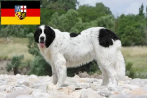 Read more about the article Landseer tenyésztők és kölykök Saar-vidéken