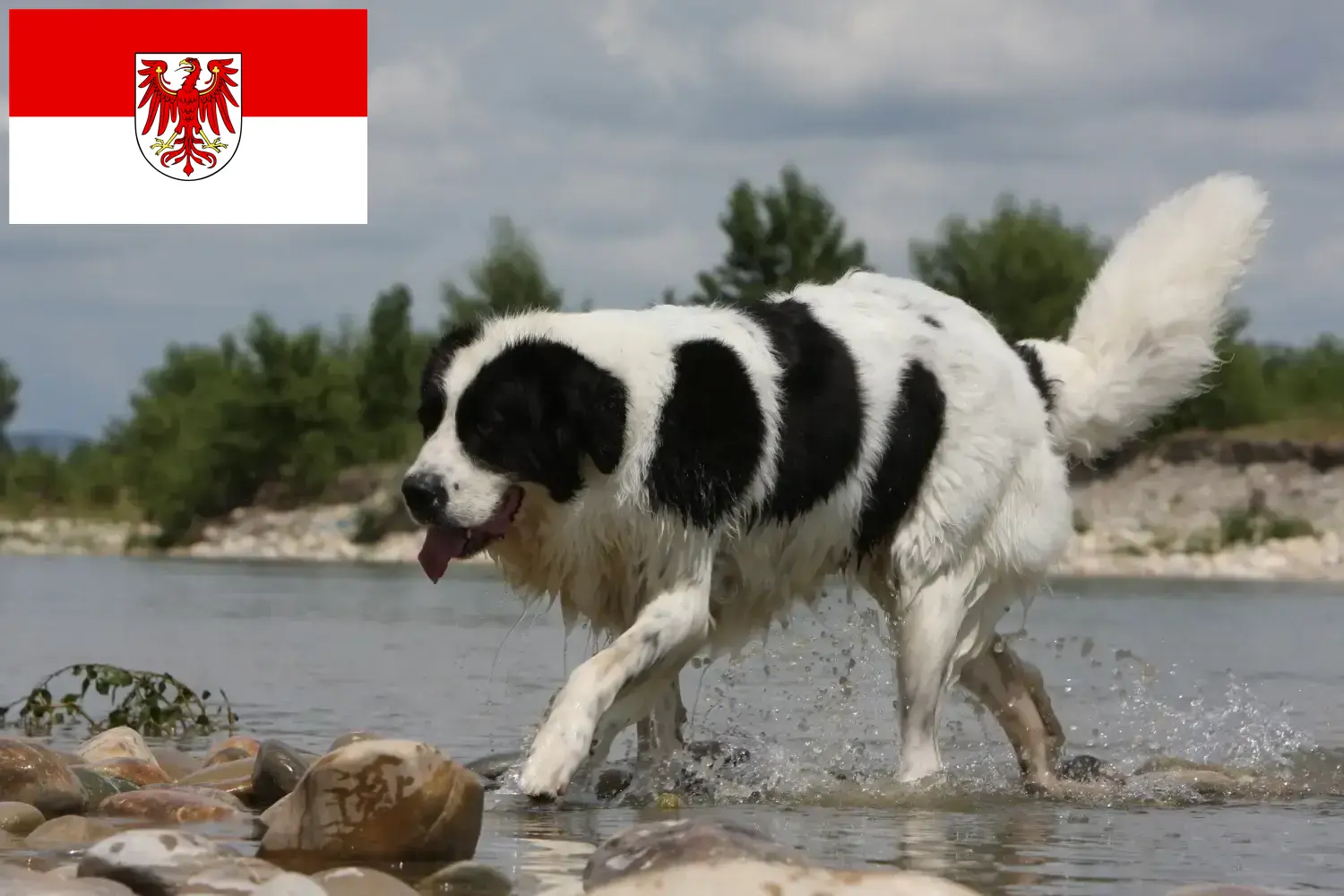 Read more about the article Landseer tenyésztők és kiskutyák Brandenburgban