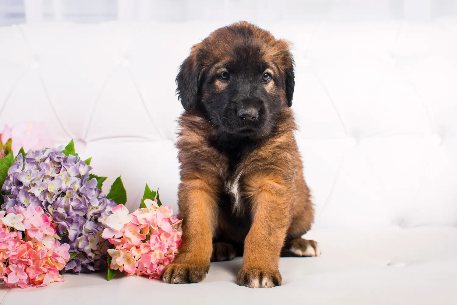 Leonberger kölyökkutya vásárlása felelősségvállalást jelent! Leonberger kölyökkutyák vásárlása.