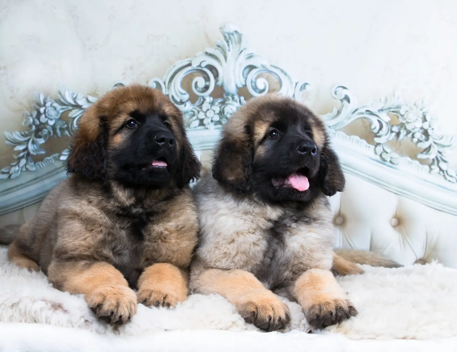 Leonberger kölyökkutya vásárlása felelősségvállalást jelent! Leonberger kölyökkutyák vásárlása.