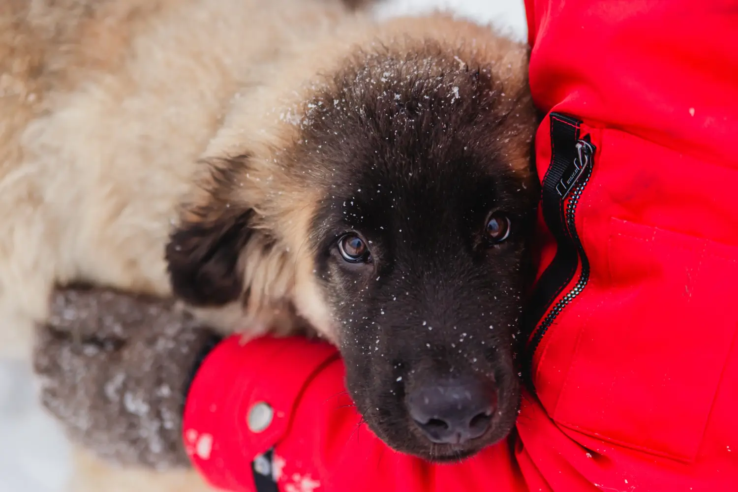 Leonberger kölyökkutya vásárlása felelősségvállalást jelent! Leonberger kölyökkutyák vásárlása.
