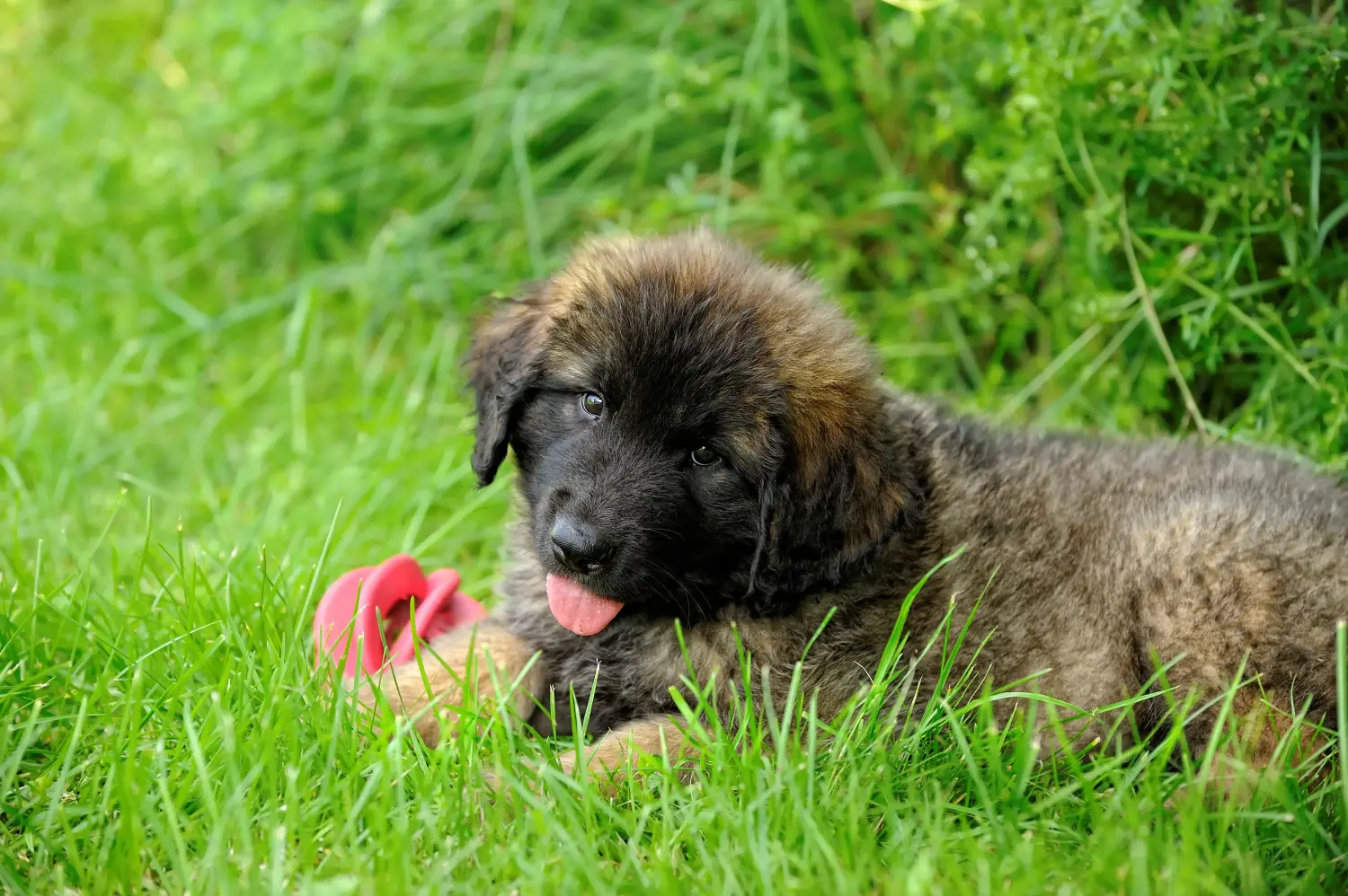 Leonberger kölyökkutya vásárlása felelősségvállalást jelent! Leonberger kölyökkutyák vásárlása.