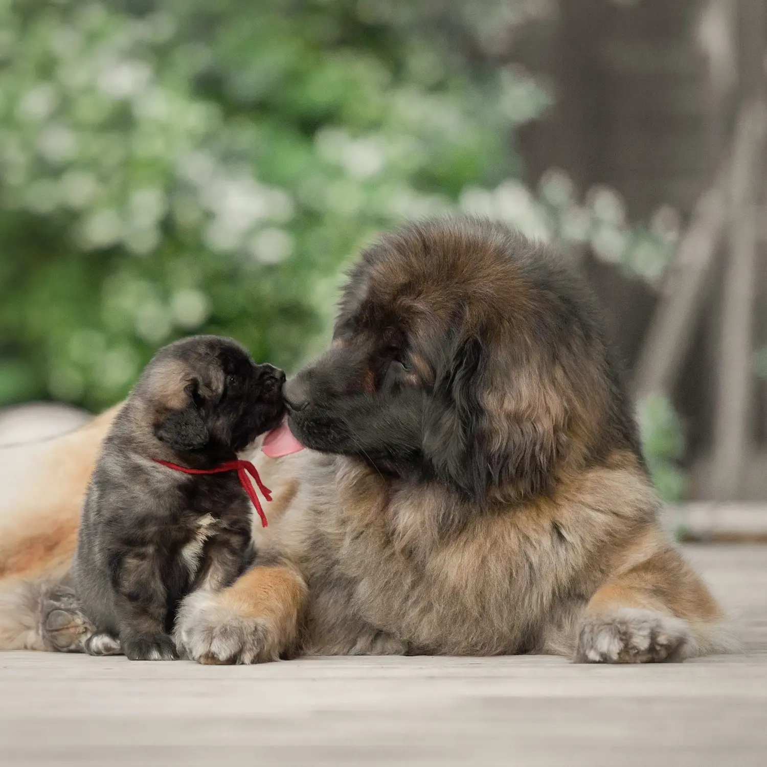 Leonberger kölyökkutya vásárlása felelősségvállalást jelent! Leonberger kölyökkutyák vásárlása.