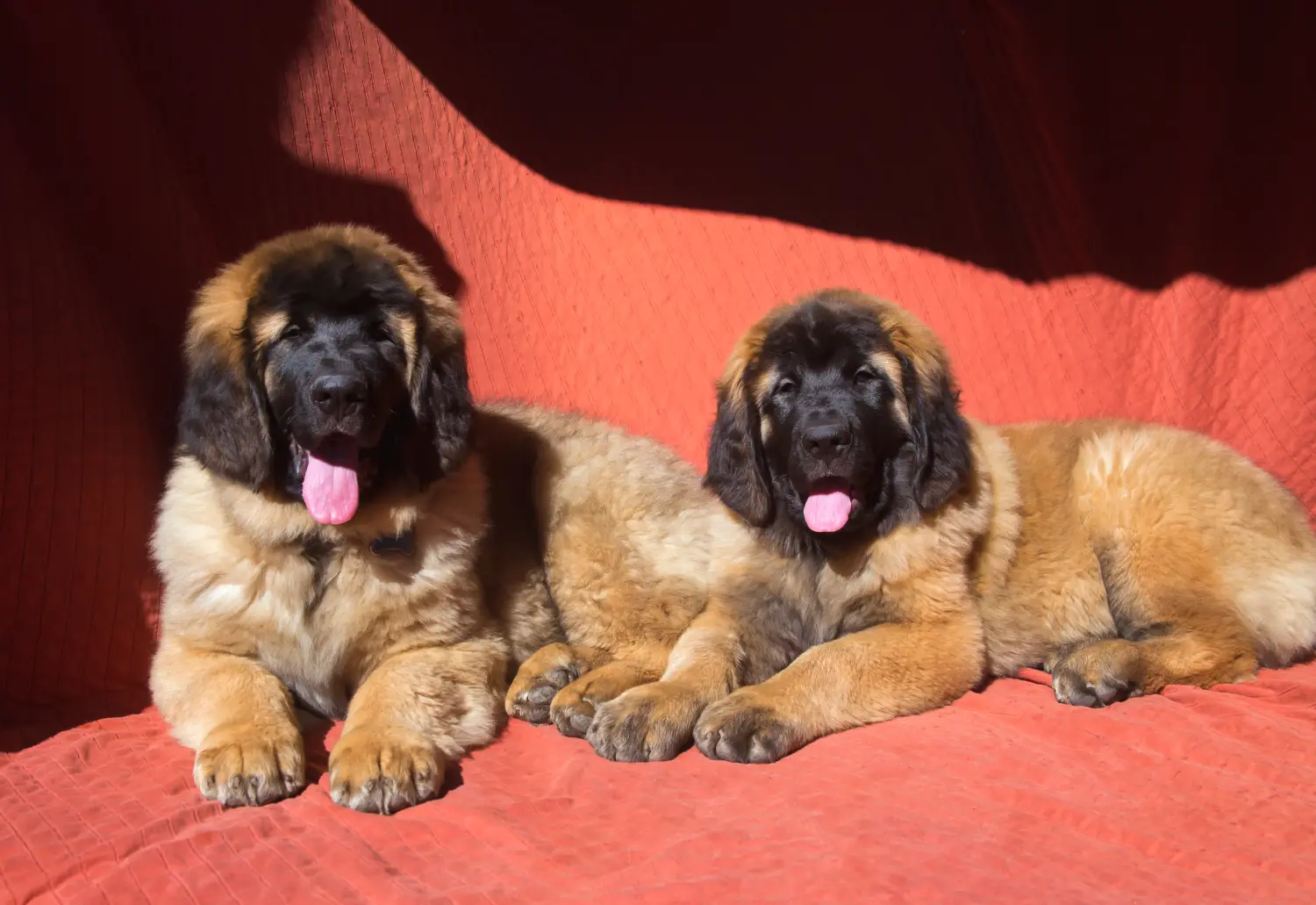 Leonberger kölyökkutya vásárlása felelősségvállalást jelent! Leonberger kölyökkutyák vásárlása.