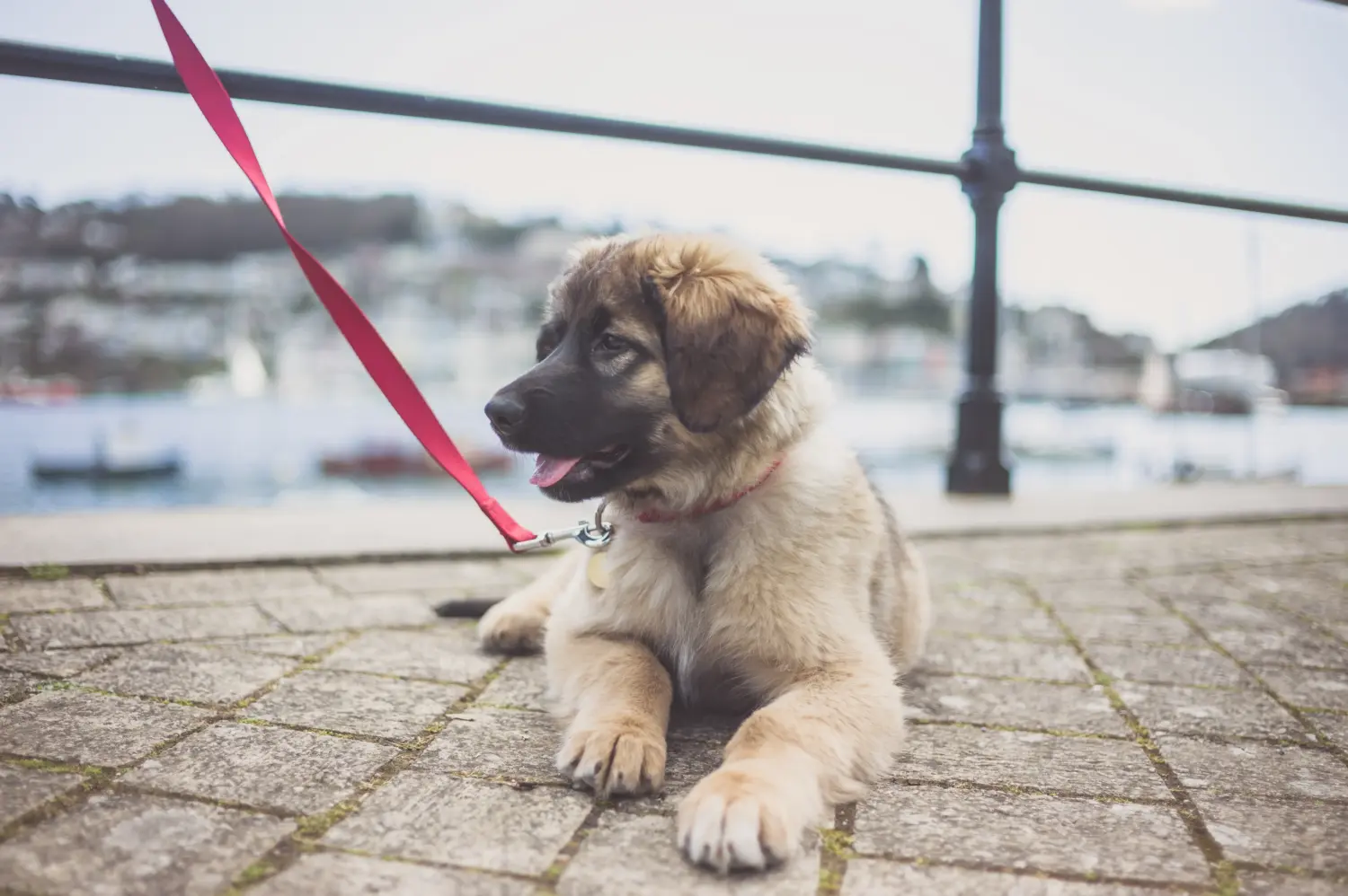 Leonberger kölyökkutya vásárlása felelősségvállalást jelent! Leonberger kölyökkutyák vásárlása.