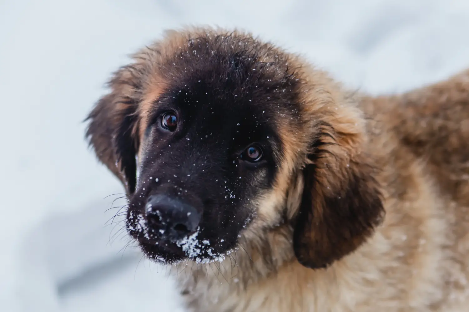 Leonberger kölyökkutya vásárlása felelősségvállalást jelent! Leonberger kölyökkutyák vásárlása.