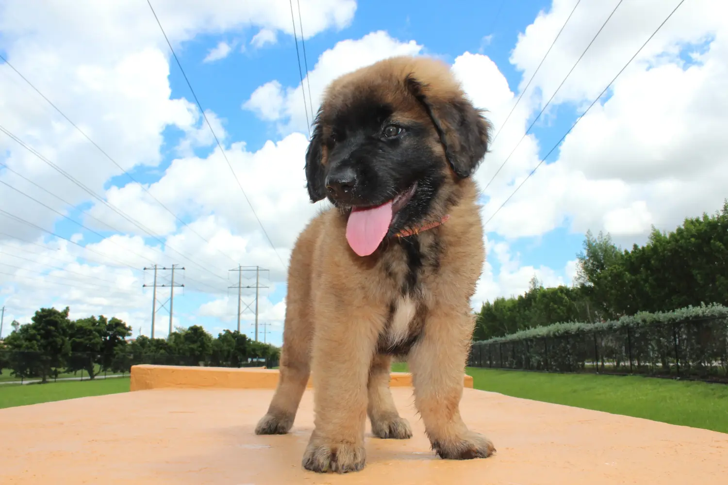 Leonberger kölyökkutya vásárlása felelősségvállalást jelent! Leonberger kölyökkutyák vásárlása.