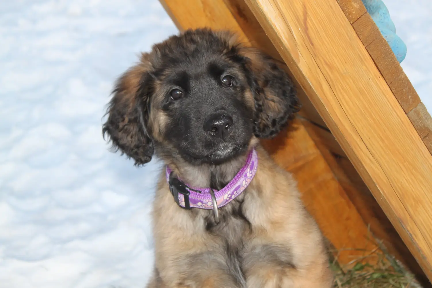 Leonberger kölyökkutya vásárlása felelősségvállalást jelent! Leonberger kölyökkutyák vásárlása.
