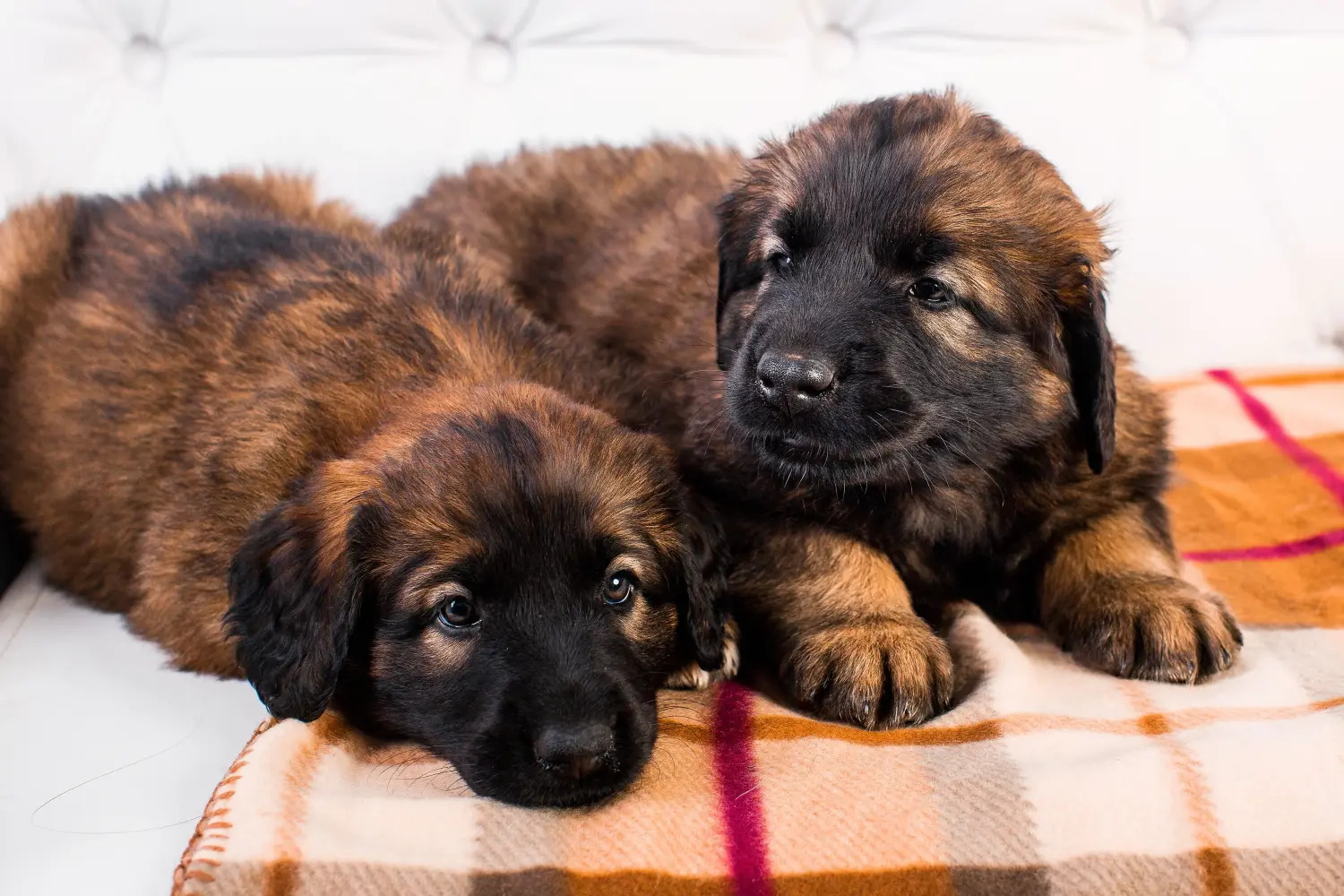 Leonberger kölyökkutya vásárlása felelősségvállalást jelent! Leonberger kölyökkutyák vásárlása.