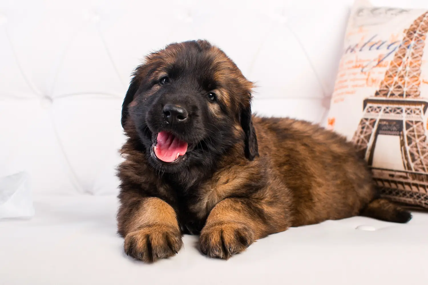 Leonberger kölyökkutya vásárlása felelősségvállalást jelent! Leonberger kölyökkutyák vásárlása.