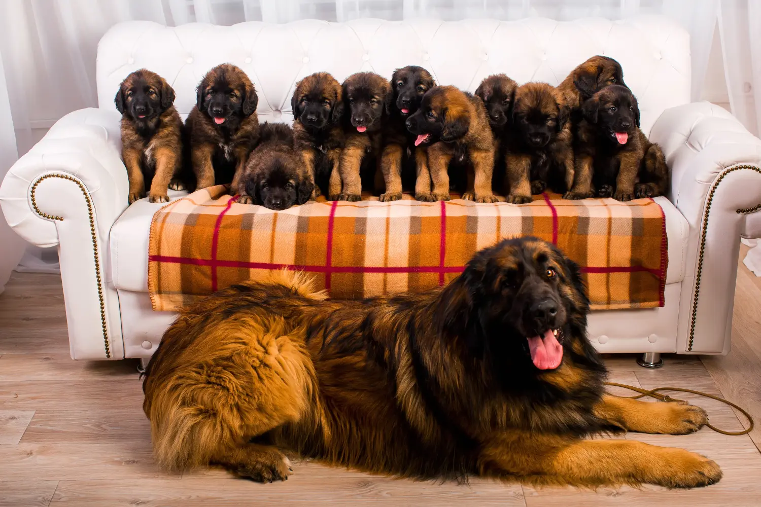 Leonberger kölyökkutya vásárlása felelősségvállalást jelent! Leonberger kölyökkutyák vásárlása.