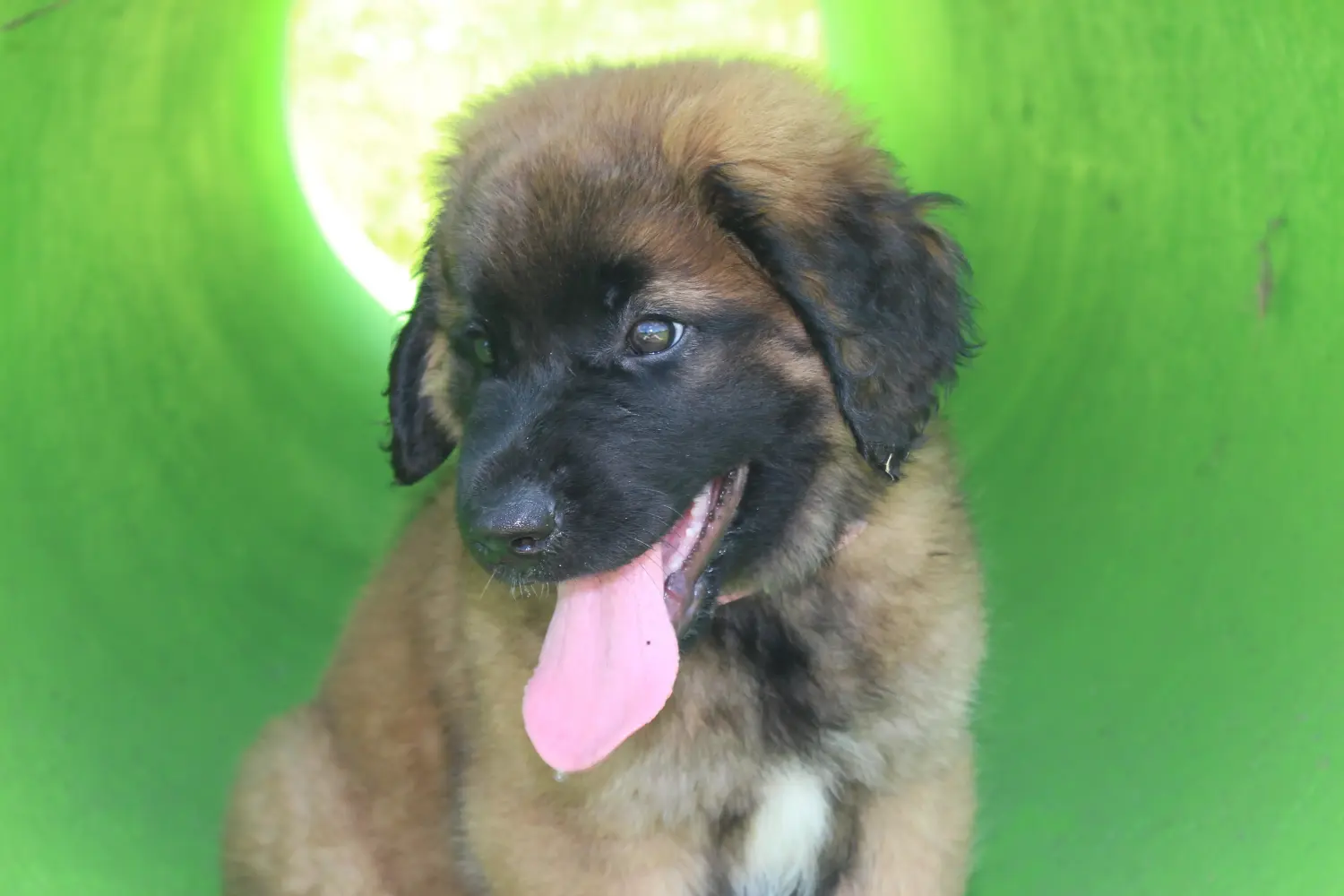 Leonberger kölyökkutya vásárlása felelősségvállalást jelent! Leonberger kölyökkutyák vásárlása.