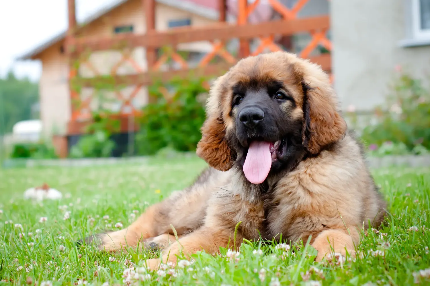 Leonberger kölyökkutya vásárlása felelősségvállalást jelent! Leonberger kölyökkutyák vásárlása.