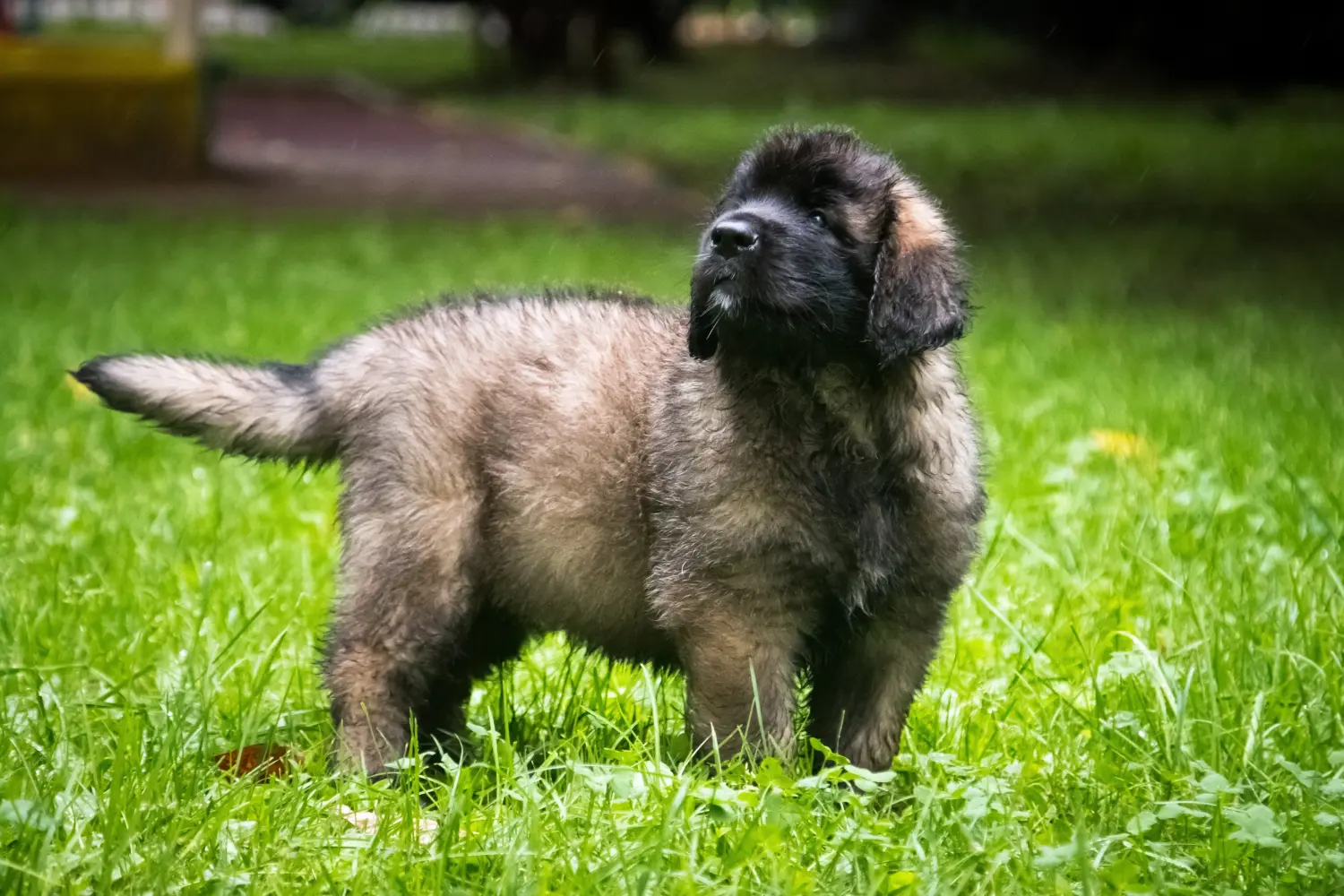 Leonberger kölyökkutya vásárlása felelősségvállalást jelent! Leonberger kölyökkutyák vásárlása.