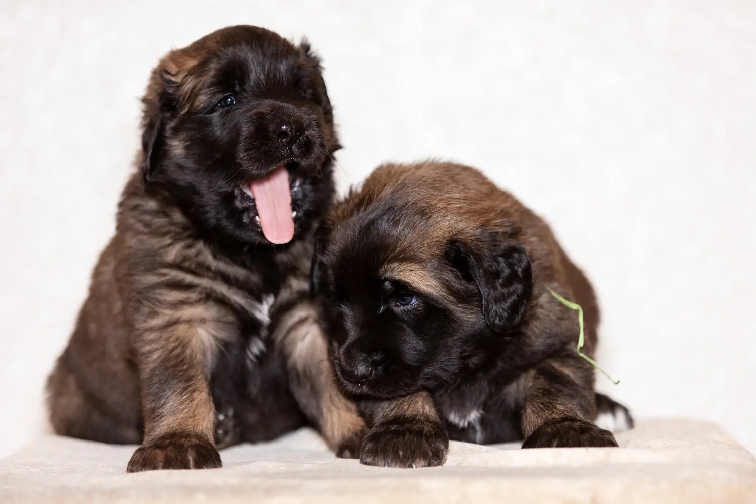 Leonberger kölyökkutya vásárlása felelősségvállalást jelent! Leonberger kölyökkutyák vásárlása.