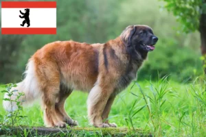Read more about the article Leonberger tenyésztők és kölykök Berlinben