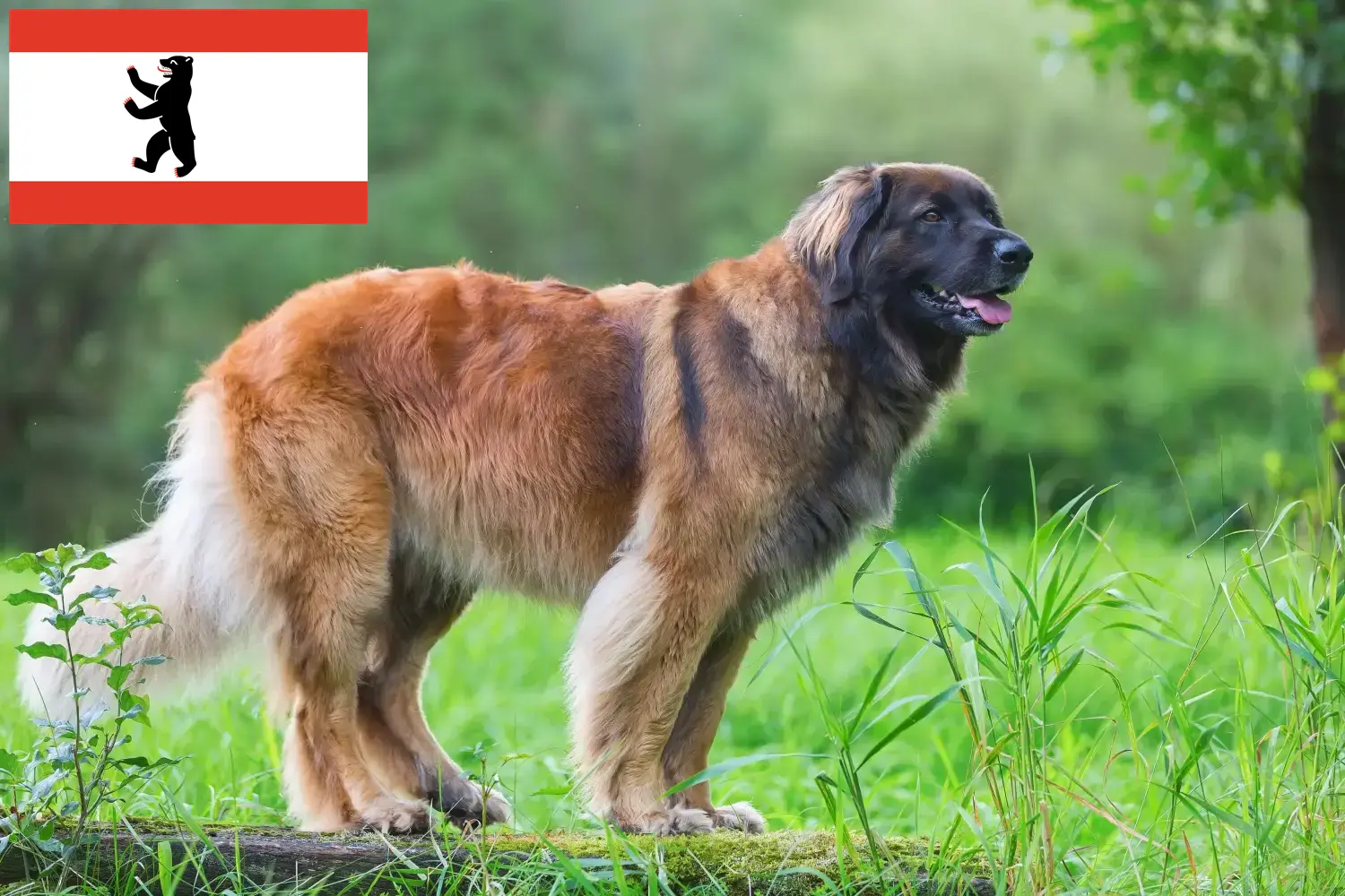 Leonberger kölykök és tenyésztők Berlin Leonberger tenyésztőket Berlinben itt találsz.