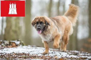 Read more about the article Leonberger tenyésztők és kölykök Hamburgban