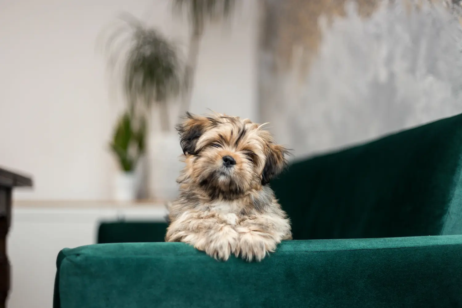 Egy Lhasa Apso kiskutya megvásárlása felelősségvállalást jelent! Lhasa Apso kiskutyák vásárlása.