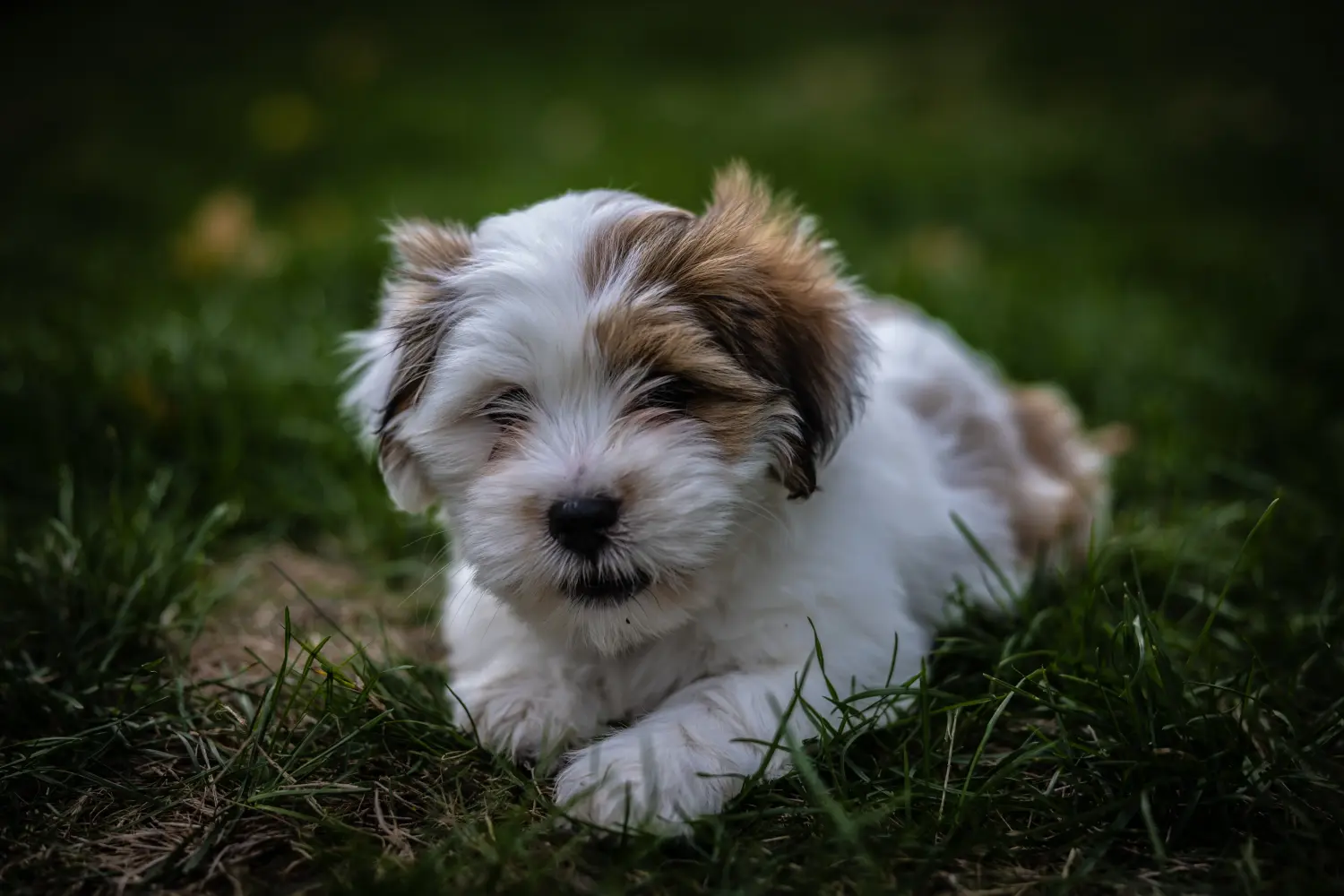 Egy Lhasa Apso kiskutya megvásárlása felelősségvállalást jelent! Lhasa Apso kiskutyák vásárlása.
