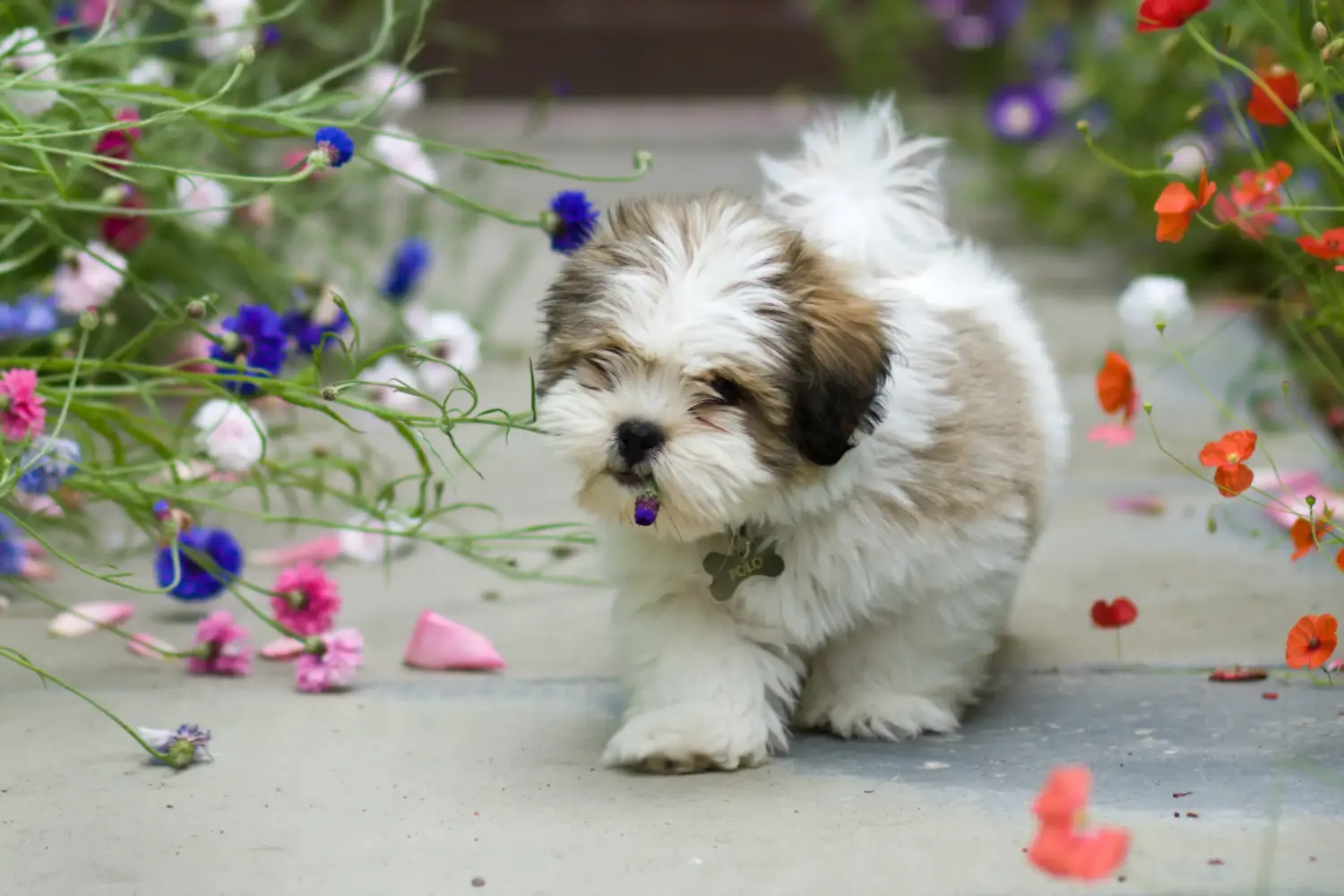 Egy Lhasa Apso kiskutya megvásárlása felelősségvállalást jelent! Lhasa Apso kiskutyák vásárlása.