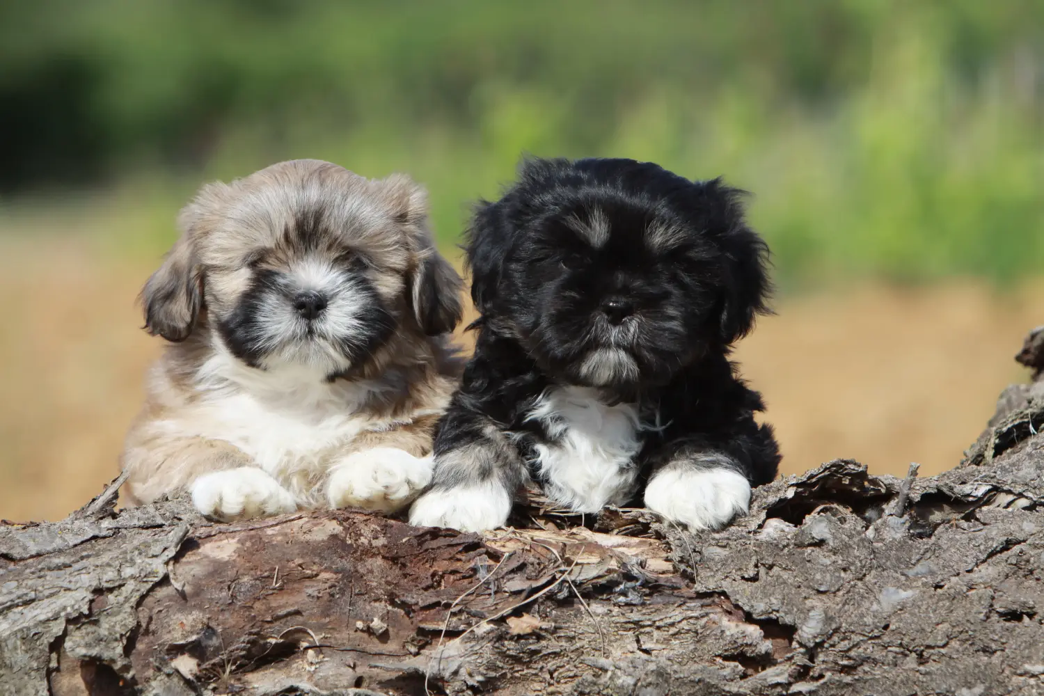 Egy Lhasa Apso kiskutya megvásárlása felelősségvállalást jelent! Lhasa Apso kiskutyák vásárlása.