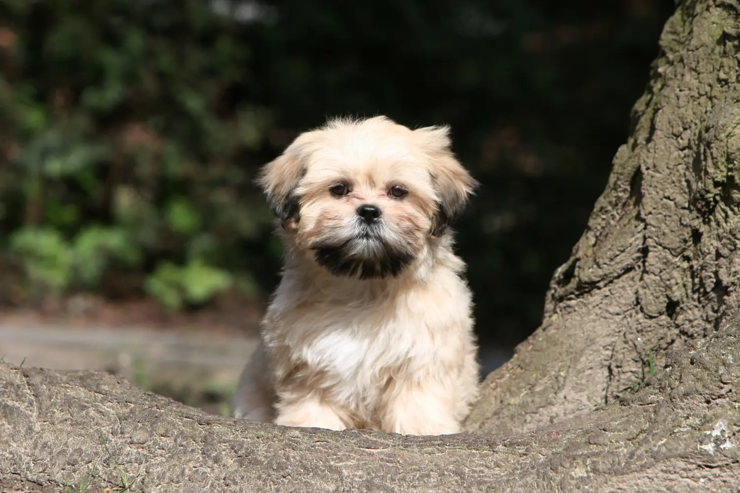 Egy Lhasa Apso kiskutya megvásárlása felelősségvállalást jelent! Lhasa Apso kiskutyák vásárlása.