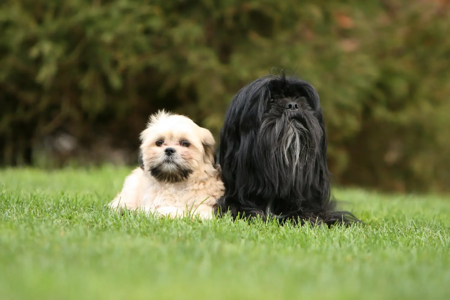 Egy Lhasa Apso kiskutya megvásárlása felelősségvállalást jelent! Lhasa Apso kiskutyák vásárlása.