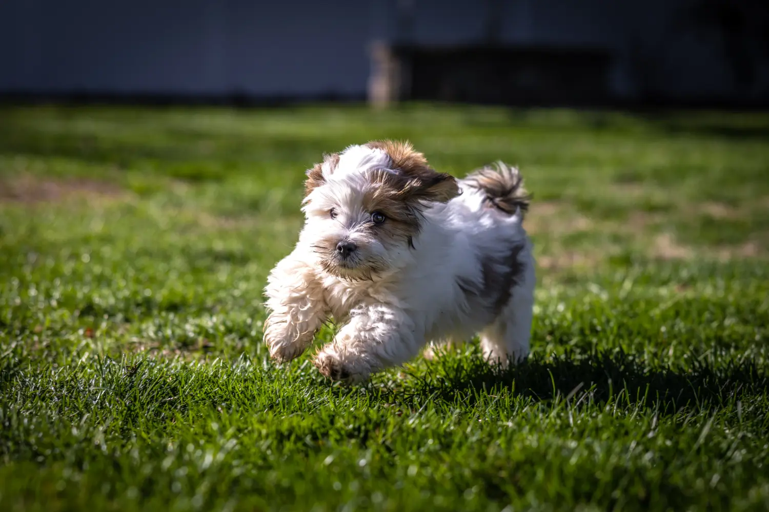 Egy Lhasa Apso kiskutya megvásárlása felelősségvállalást jelent! Lhasa Apso kiskutyák vásárlása.