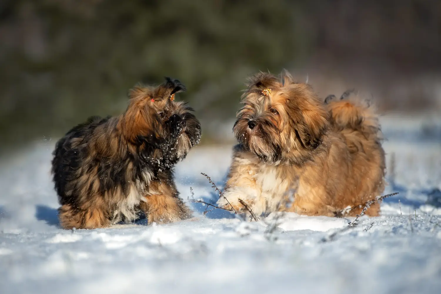 Egy Lhasa Apso kiskutya megvásárlása felelősségvállalást jelent! Lhasa Apso kiskutyák vásárlása.