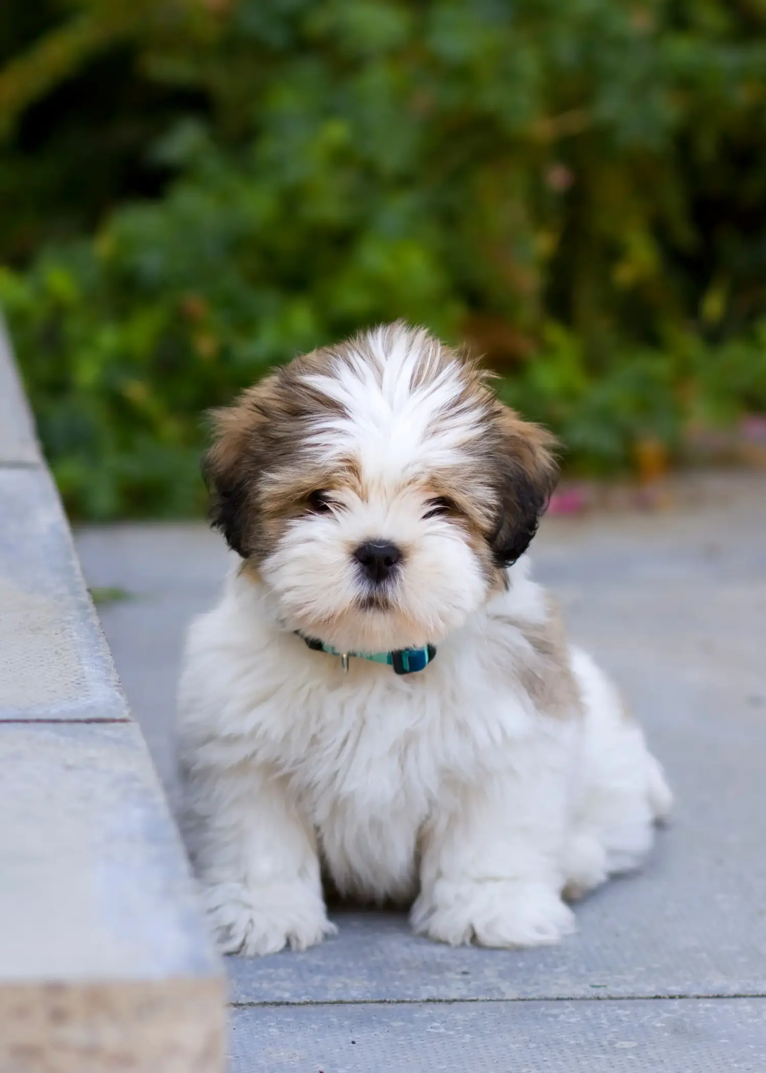 Egy Lhasa Apso kiskutya megvásárlása felelősségvállalást jelent! Lhasa Apso kiskutyák vásárlása.