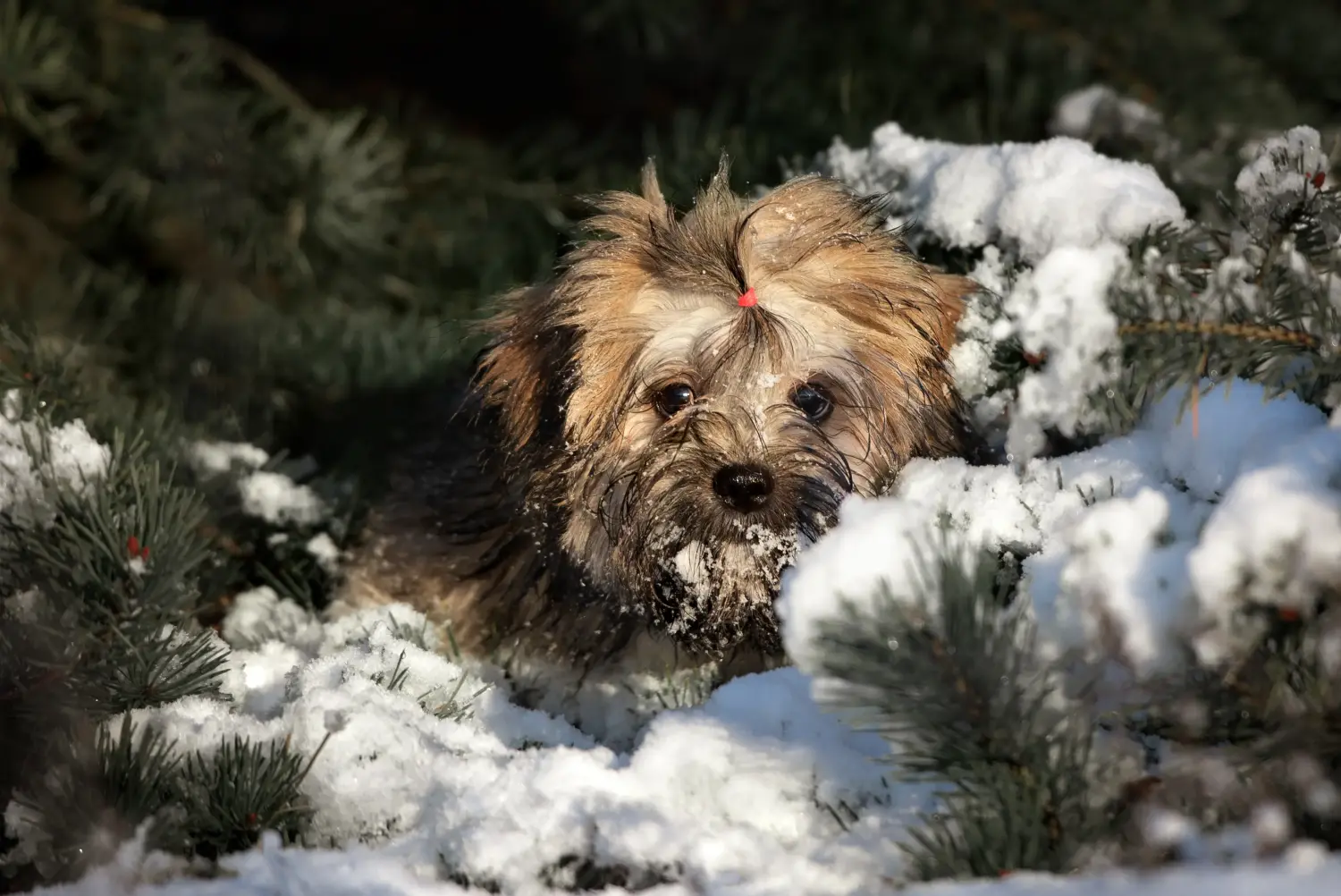 Egy Lhasa Apso kiskutya megvásárlása felelősségvállalást jelent! Lhasa Apso kiskutyák vásárlása.