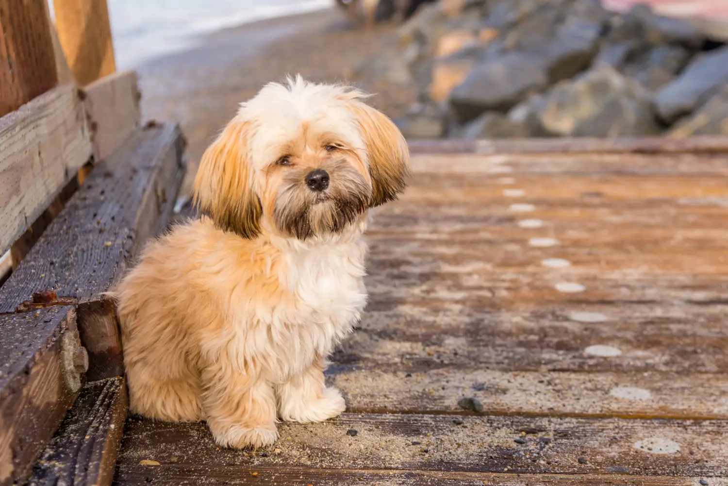 Egy Lhasa Apso kiskutya megvásárlása felelősségvállalást jelent! Lhasa Apso kiskutyák vásárlása.