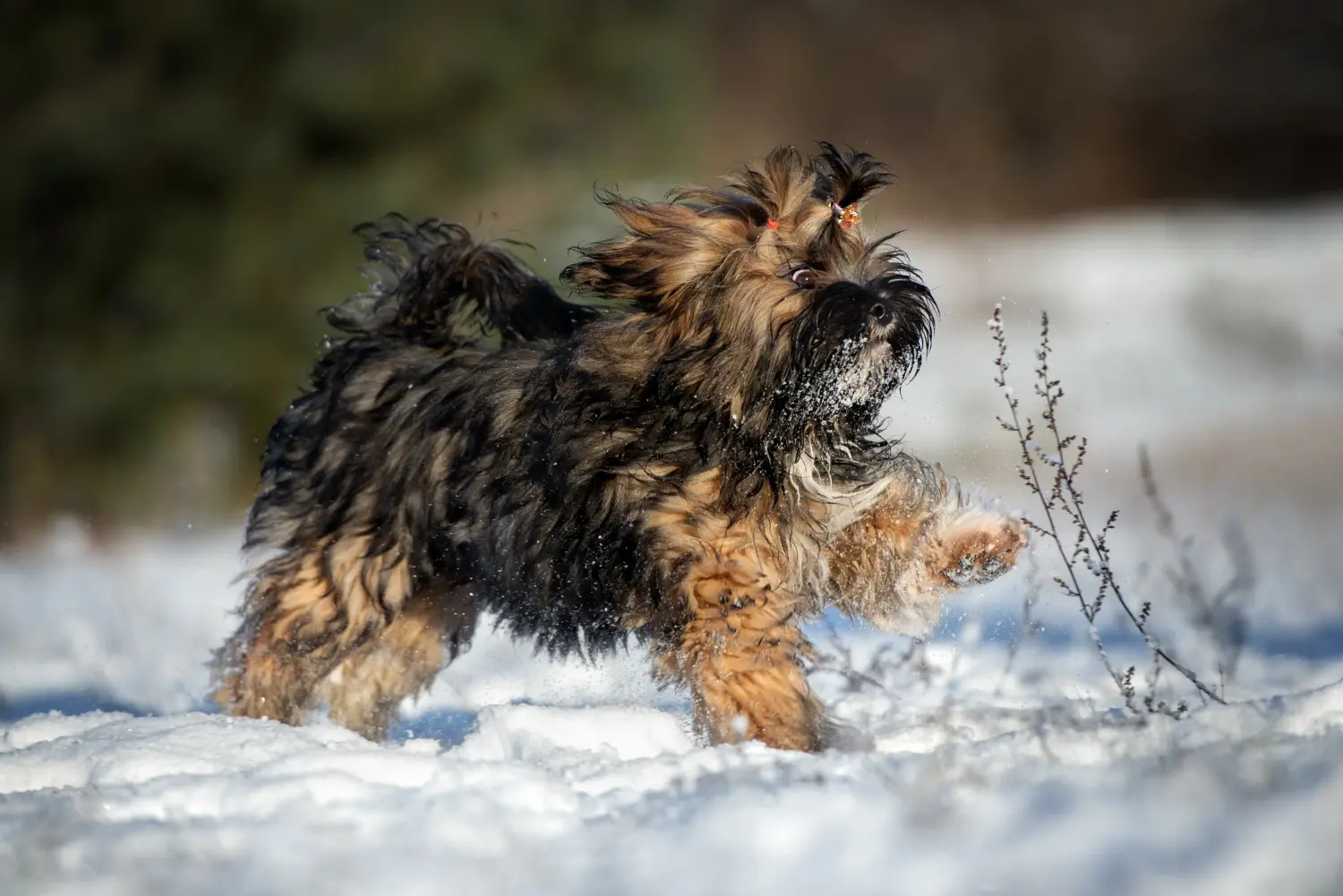 Egy Lhasa Apso kiskutya megvásárlása felelősségvállalást jelent! Lhasa Apso kiskutyák vásárlása.
