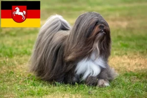Read more about the article Lhasa Apso tenyésztők és kiskutyák Alsó-Szászországban