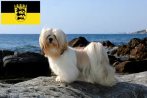 Read more about the article Lhasa Apso tenyésztők és kiskutyák Baden-Württemberg területén