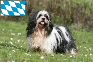 Read more about the article Lhasa Apso tenyésztők és kiskutyák Bajorországban