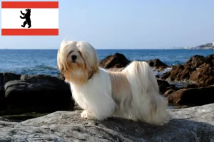 Read more about the article Lhasa Apso tenyésztők és kölykök Berlinben