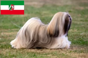 Read more about the article Lhasa Apso tenyésztők és kiskutyák Észak-Rajna-Vesztfália területén